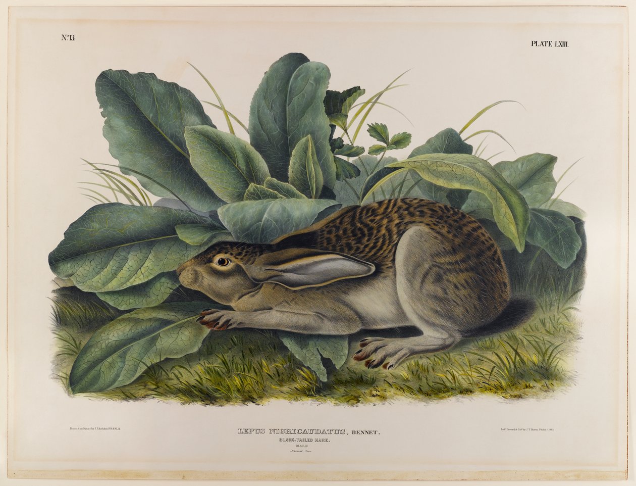Feketefarkú nyúl alkotó: John James Audubon