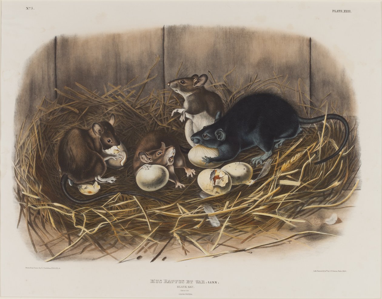Fekete Patkány, 1845 körül alkotó: John James Audubon