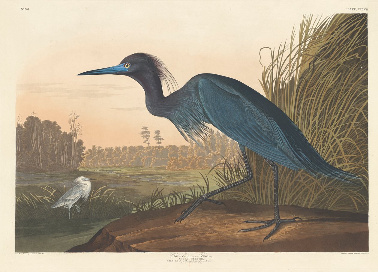 Kék daru vagy gém, 1836 alkotó: John James Audubon