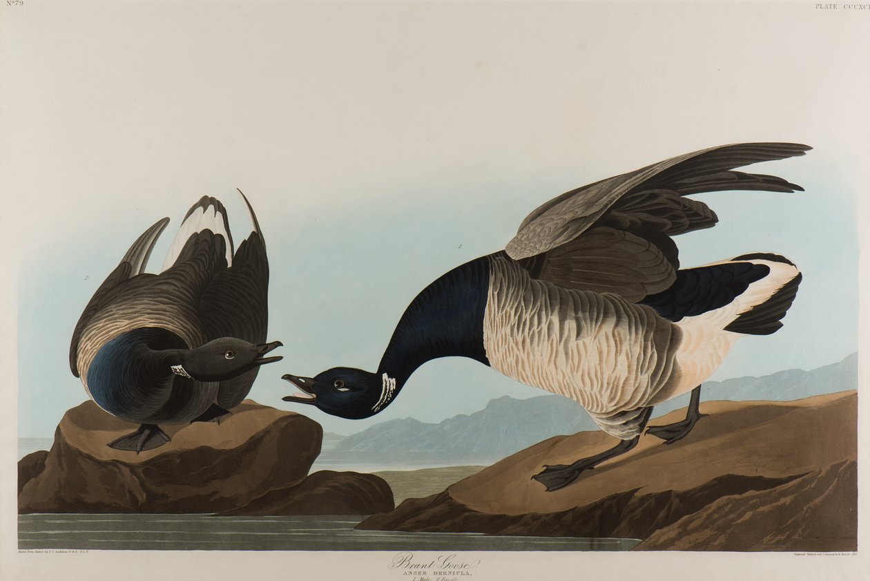 Brant Goose, 1837 (wc papíron) alkotó: John James Audubon