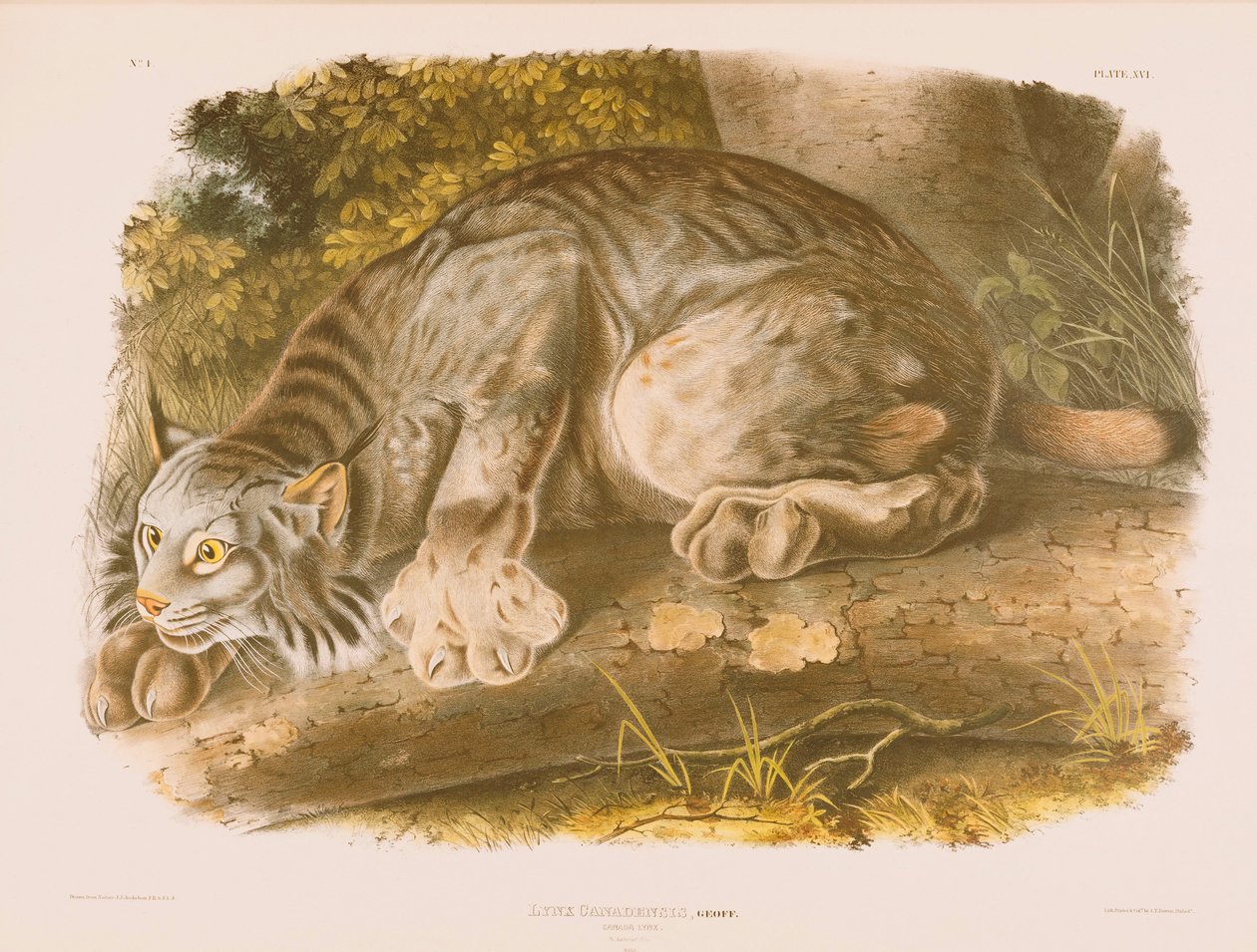 Kanadai hiúz alkotó: John James Audubon