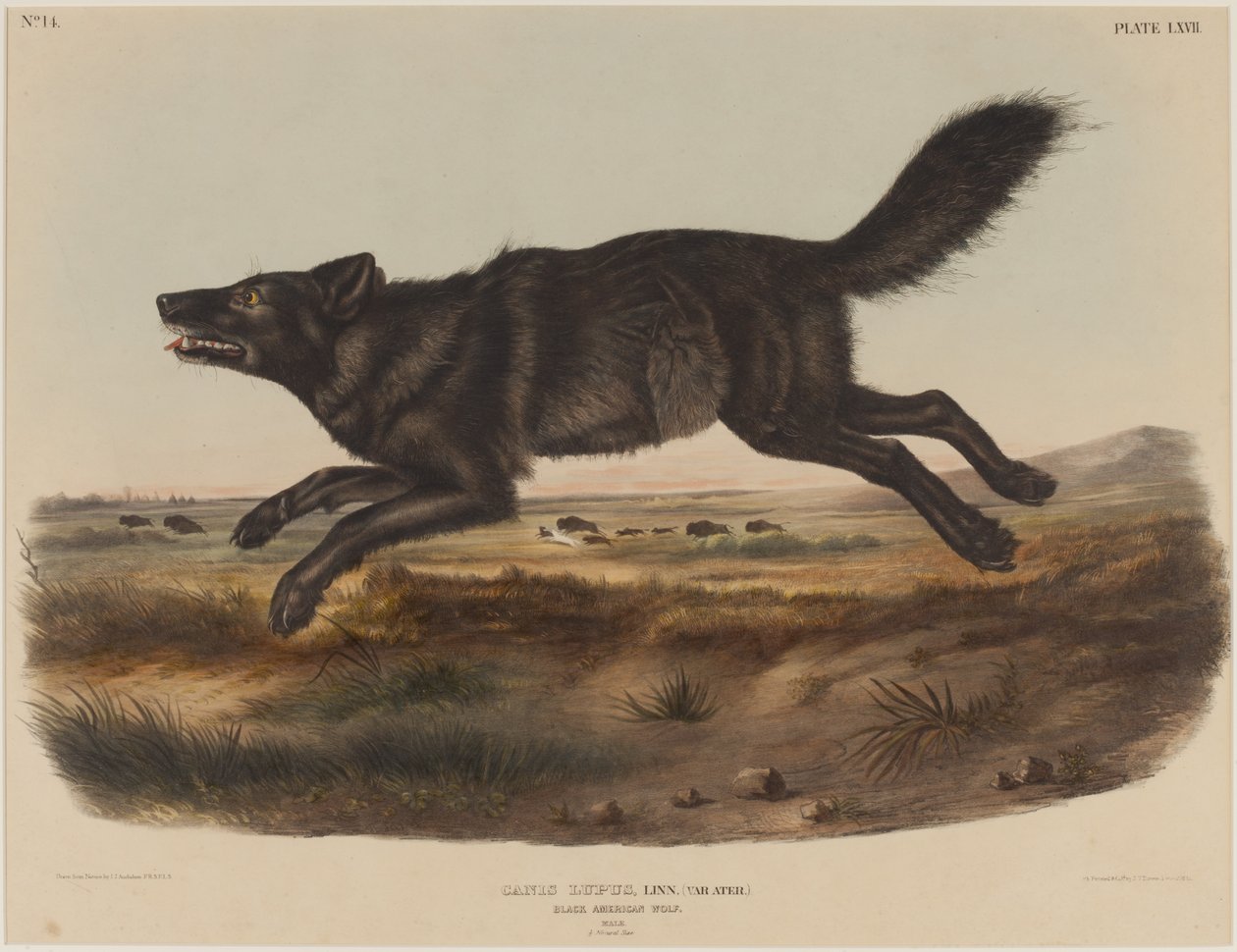 Canis Lupus (fekete amerikai farkas) alkotó: John James Audubon
