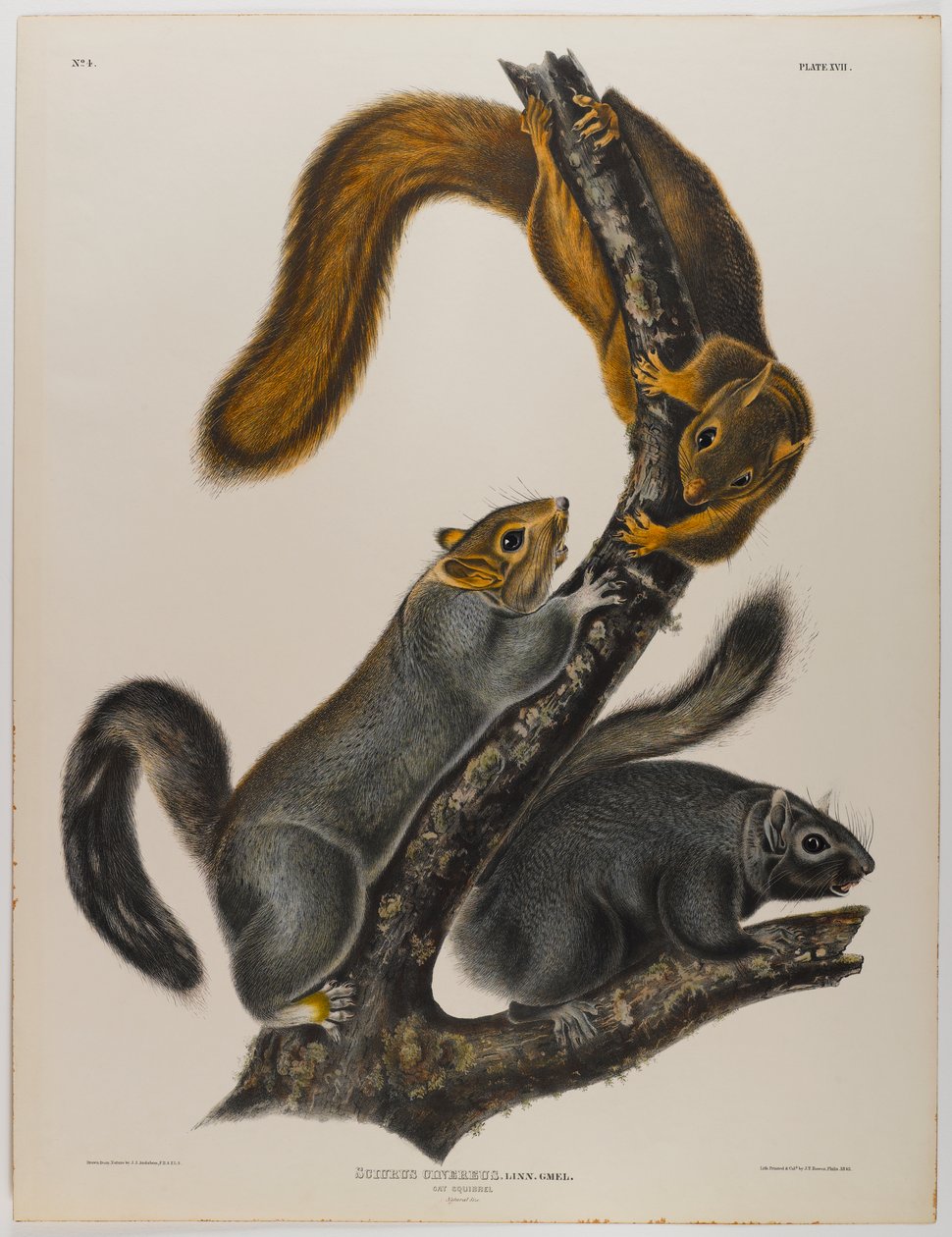 Macska mókus alkotó: John James Audubon