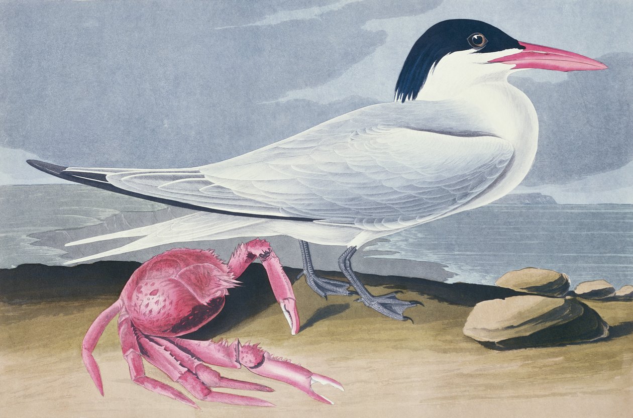 Cayenne csér alkotó: John James Audubon