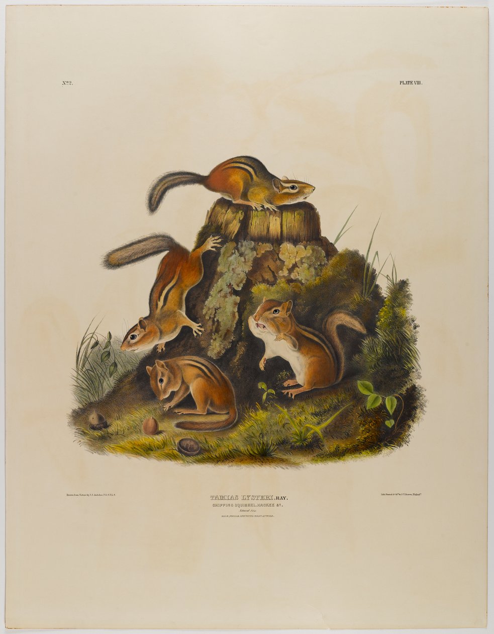 Forgácsoló mókus hakni alkotó: John James Audubon