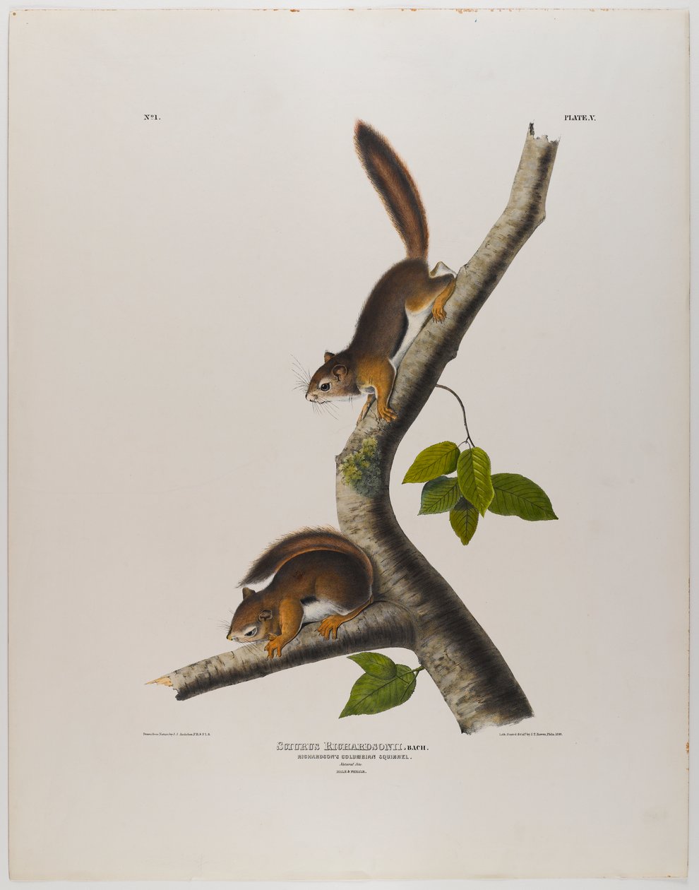 Kolumbiai mókus alkotó: John James Audubon