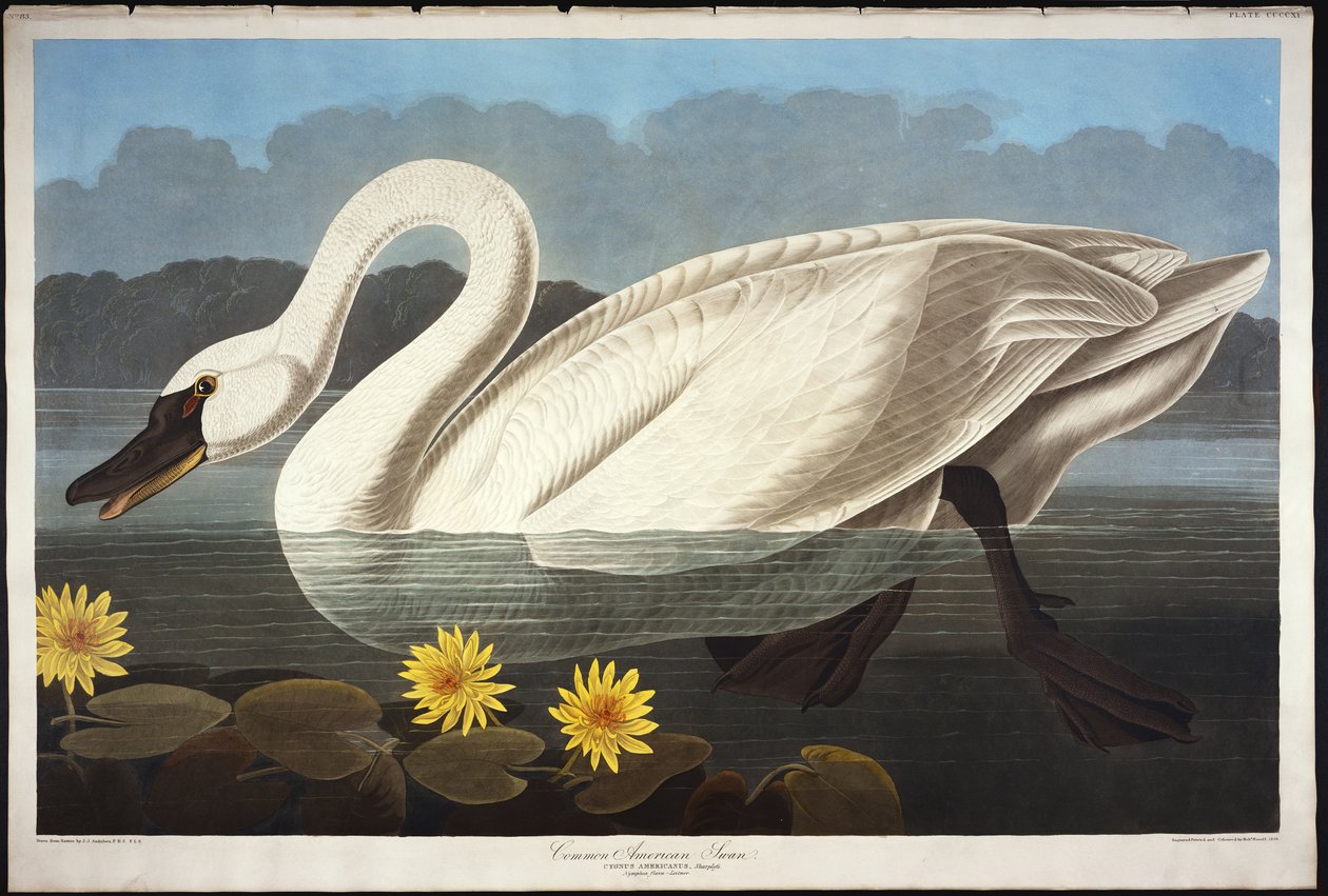 Közönséges amerikai hattyú. Fütyülő hattyú alkotó: John James Audubon