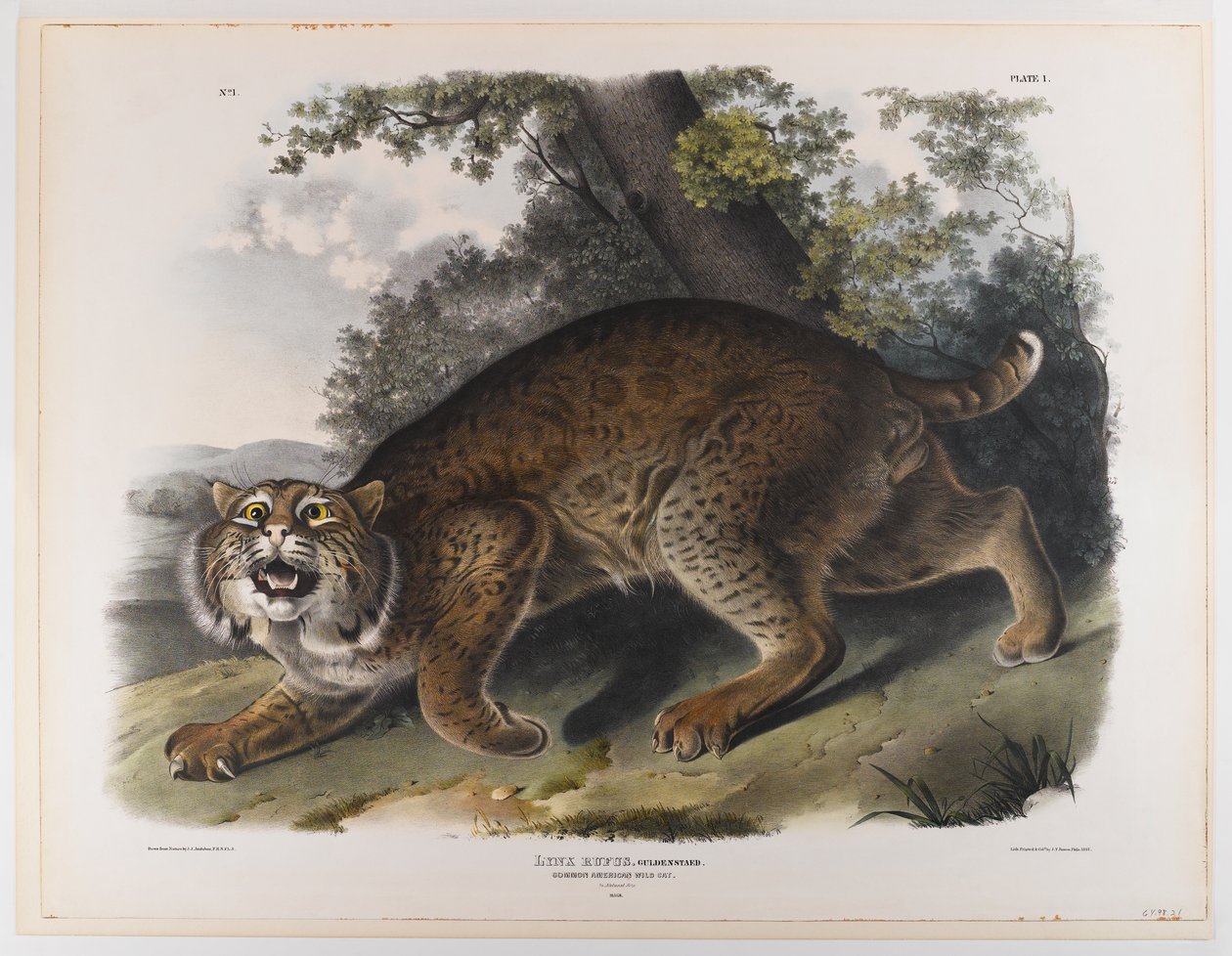 Közönséges amerikai vadmacska alkotó: John James Audubon