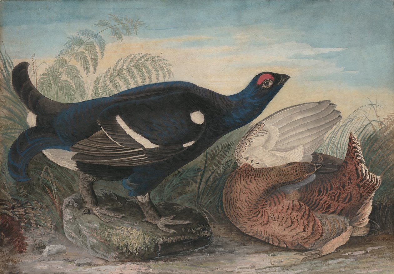 Angol fekete kakasok, 1828. alkotó: John James Audubon