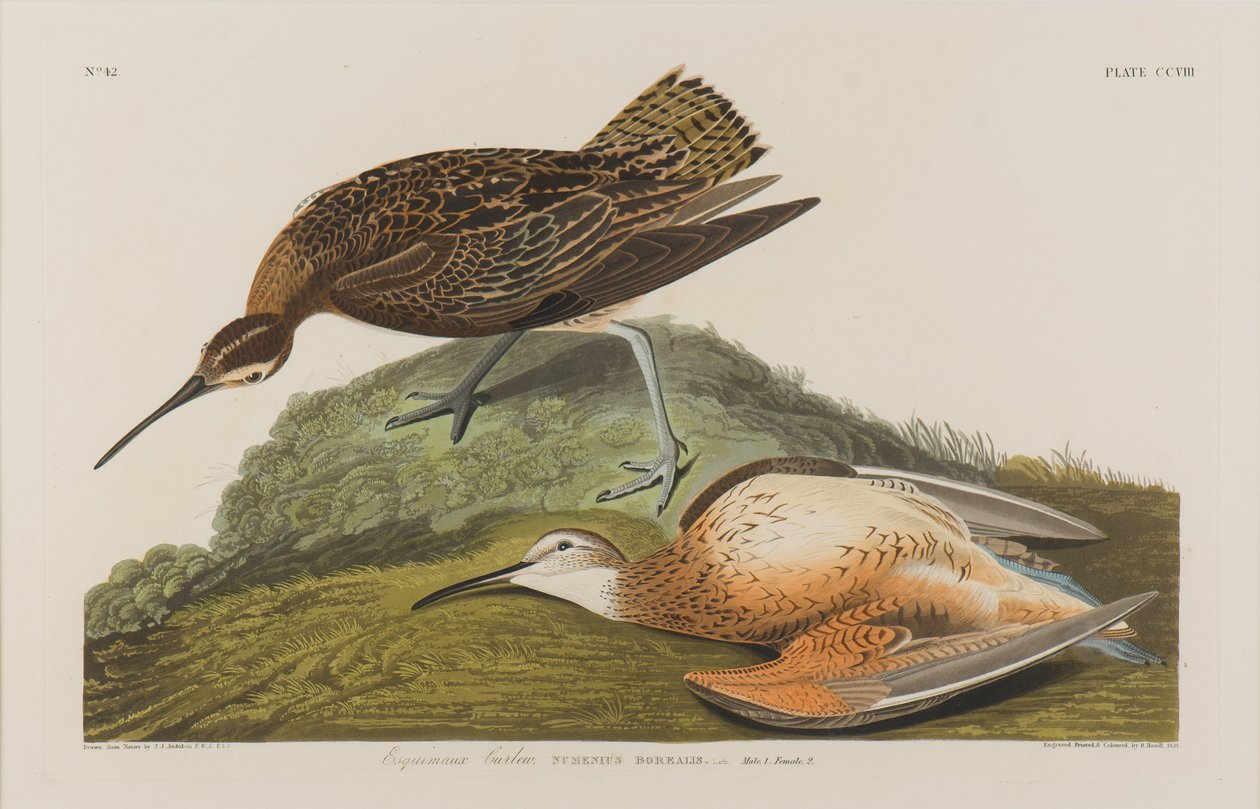Esquimaux Curlew, 1834 (wc papíron) alkotó: John James Audubon