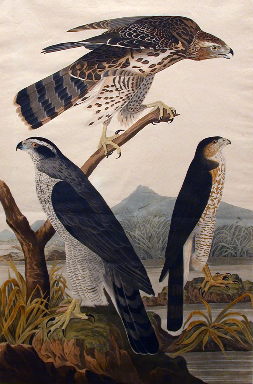 Goshawk, Stanley Hawk 29. szám, 1830. alkotó: John James Audubon