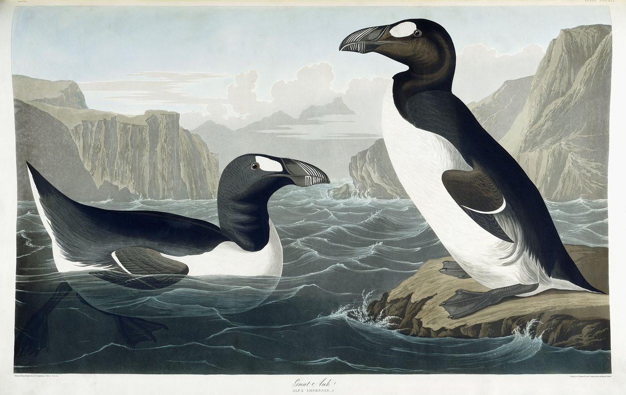 Great Auk, 1836 alkotó: John James Audubon