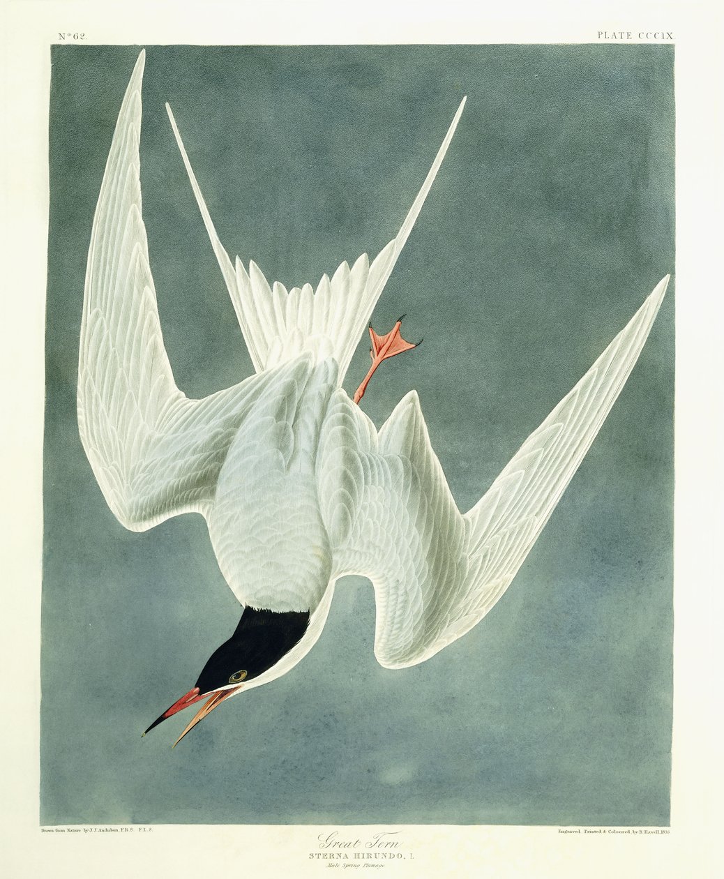 Nagy kanyar, férfi, tavaszi tollazat, 1836 alkotó: John James Audubon