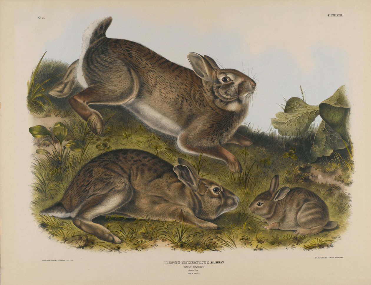 Szürke Nyúl alkotó: John James Audubon