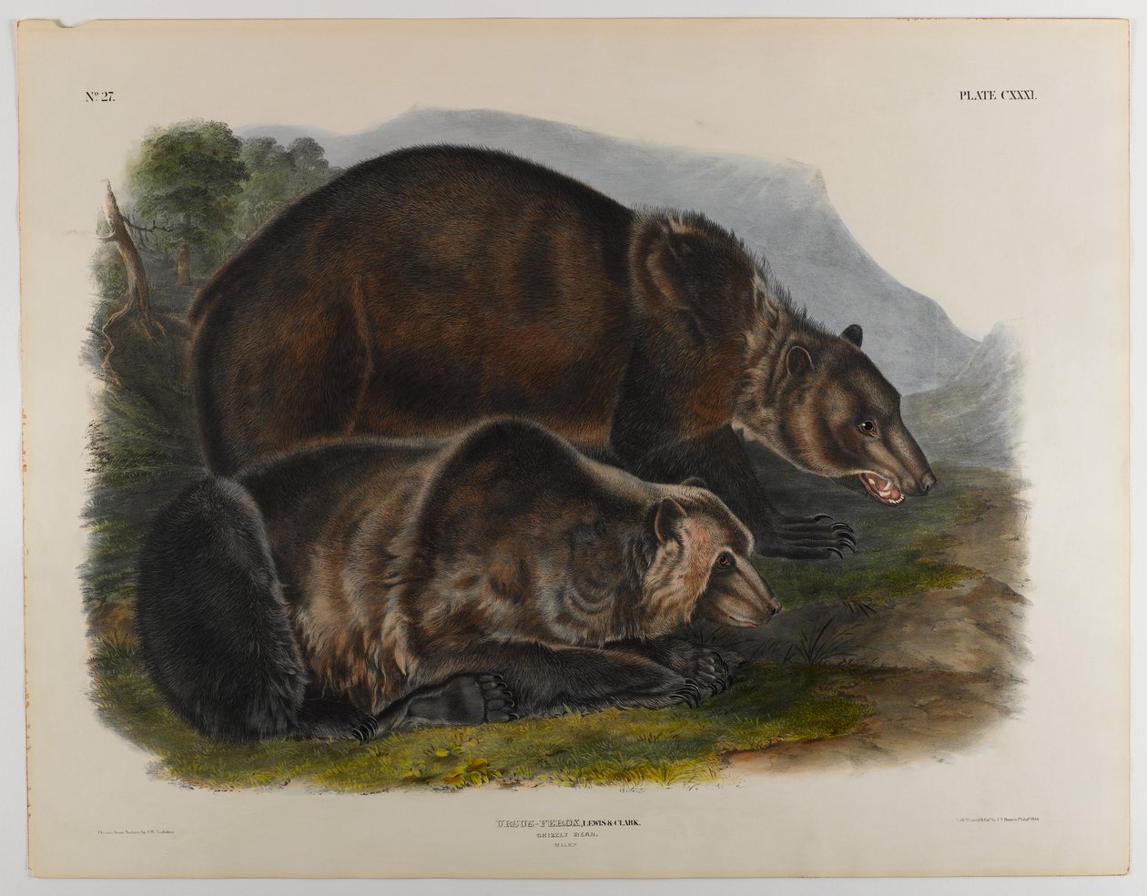Grizzly medve alkotó: John James Audubon