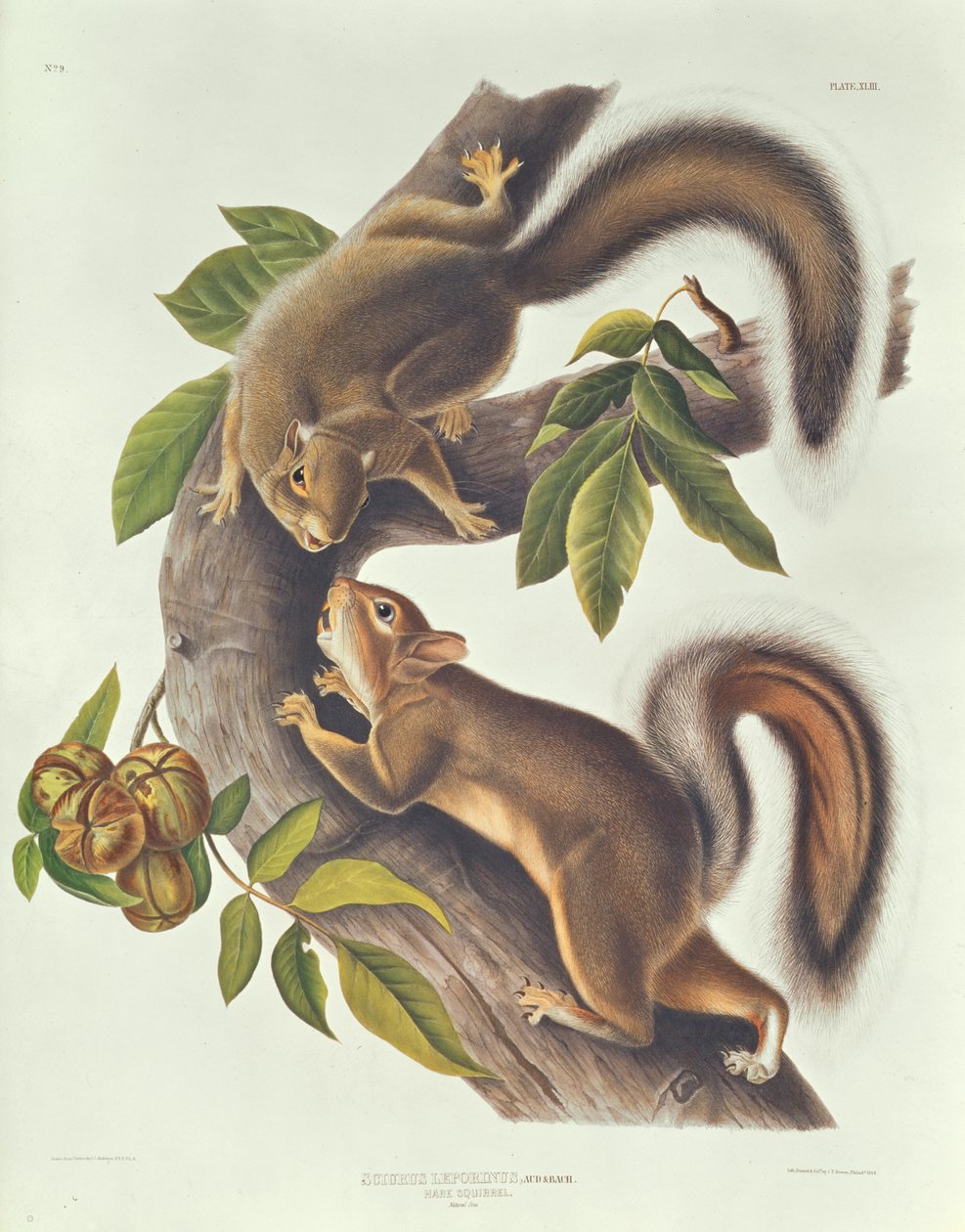 Nyúl mókus (Sciurus Leoporinus) alkotó: John James Audubon