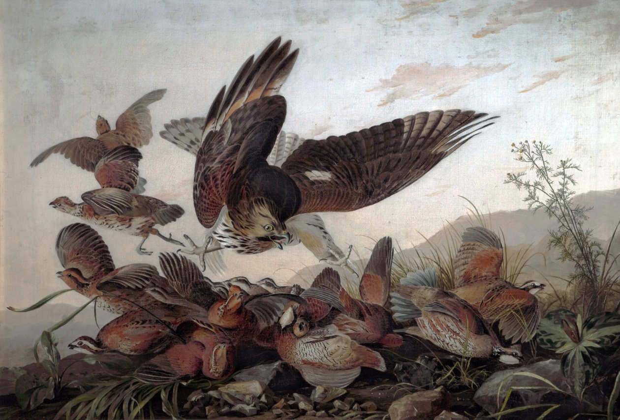 Hawks Attacking Partridges, 1826 alkotó: John James Audubon