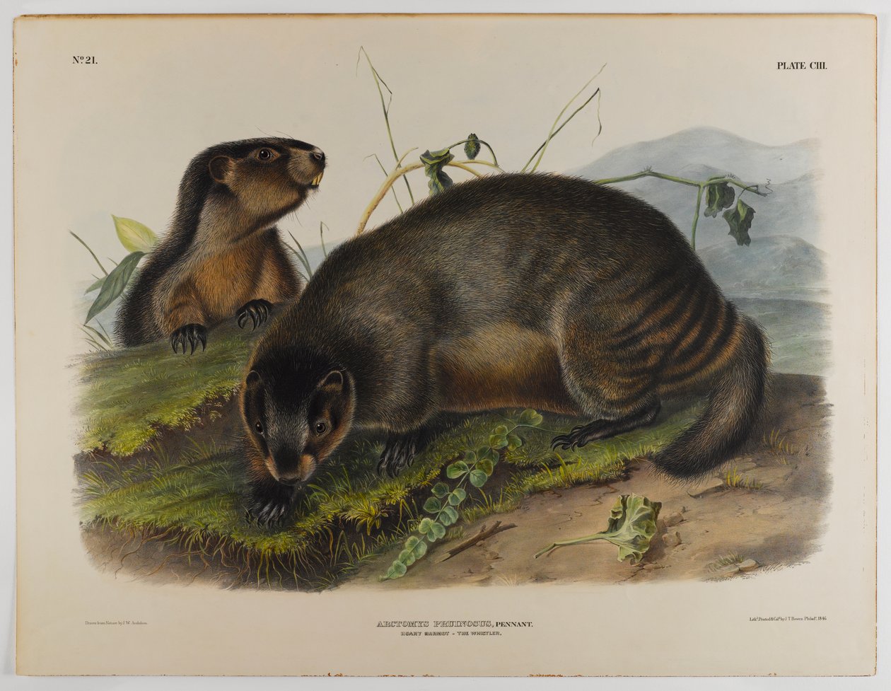 Hoary mormota alkotó: John James Audubon