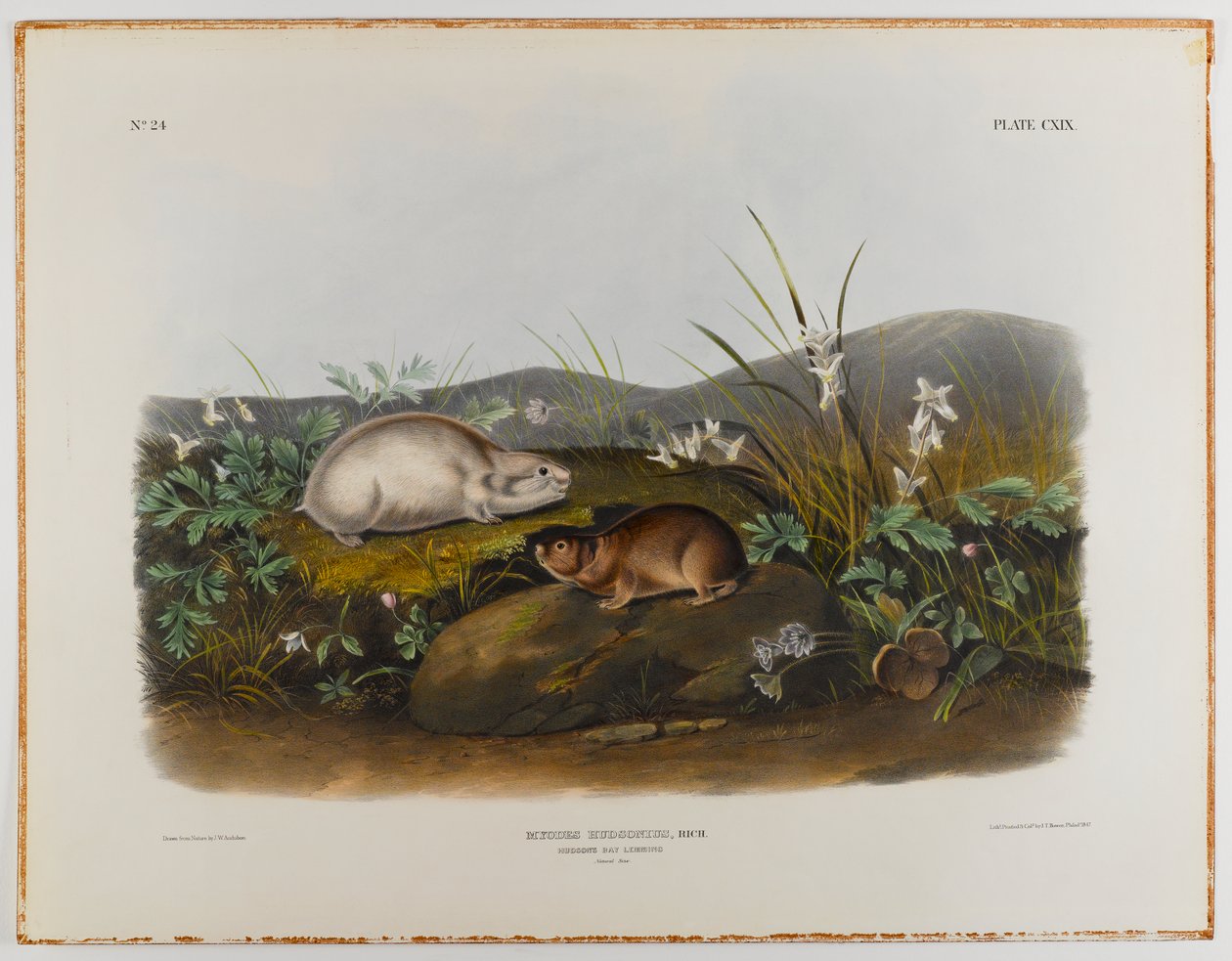 Hudson Bay lemming alkotó: John James Audubon