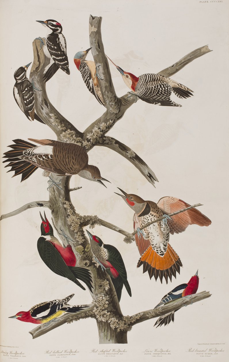 Illusztráció a "Birds of America"-ból alkotó: John James Audubon