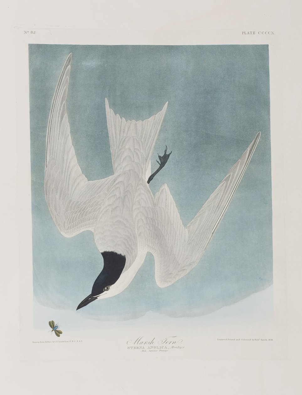 Illusztráció a "Birds of America"-ból alkotó: John James Audubon