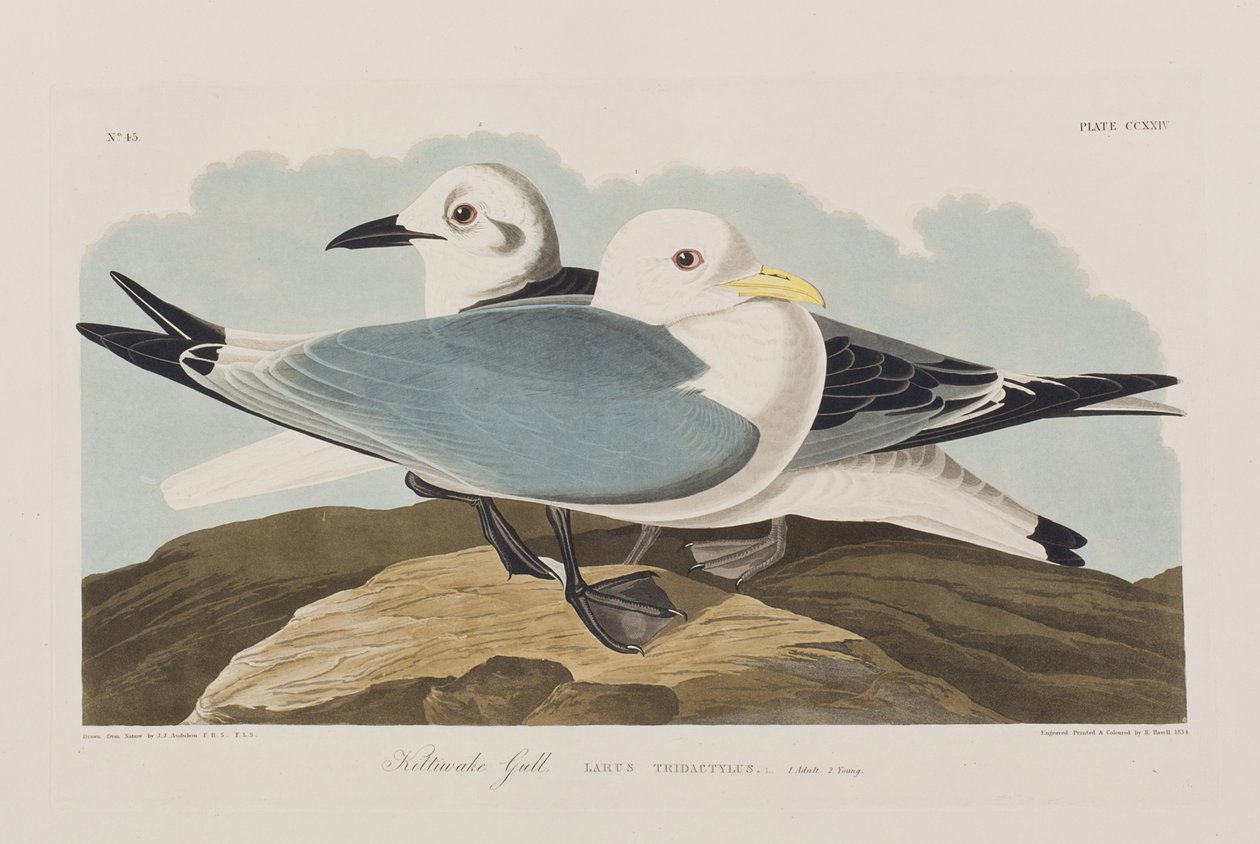 Illusztráció a "Birds of America"-ból alkotó: John James Audubon