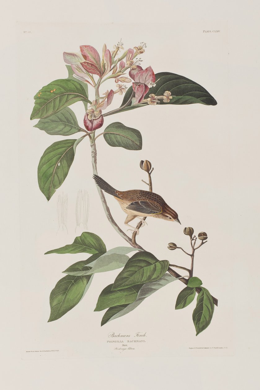 Illusztráció a "Birds of America"-ból alkotó: John James Audubon