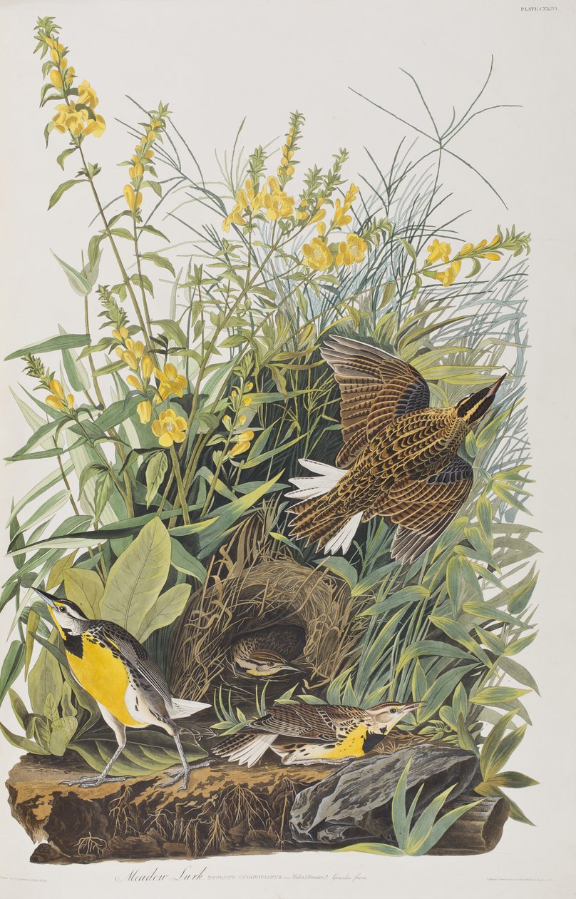 Illusztráció a "Birds of America"-ból alkotó: John James Audubon