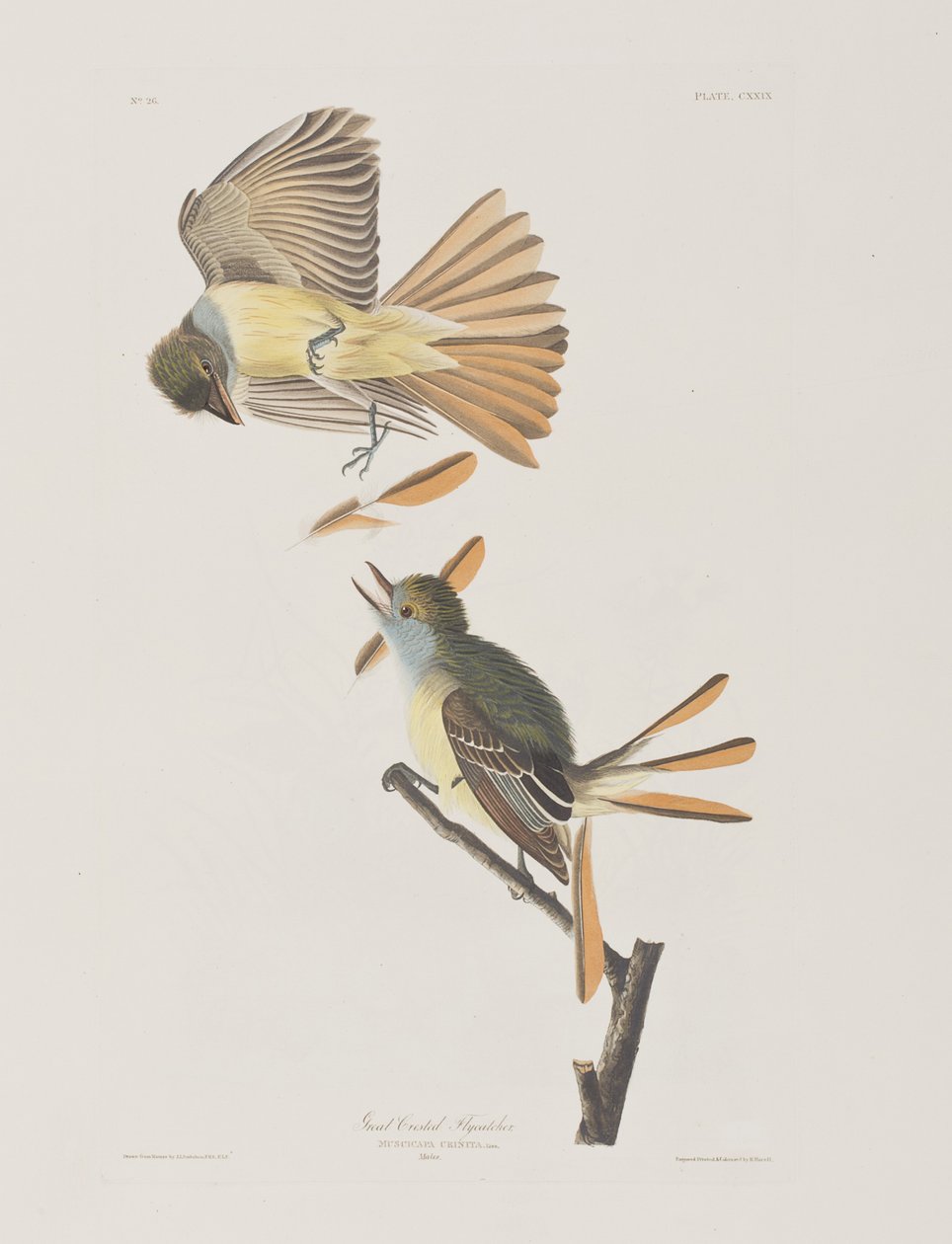 Illusztráció a "Birds of America"-ból alkotó: John James Audubon