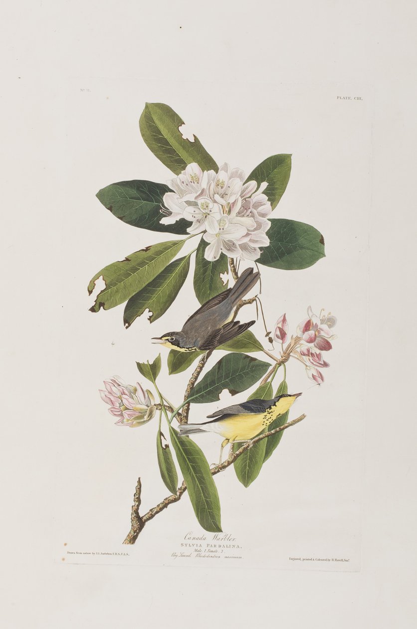 Illusztráció a "Birds of America"-ból alkotó: John James Audubon
