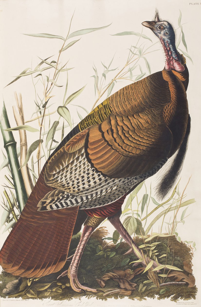 Illusztráció a "Birds of America"-ból alkotó: John James Audubon