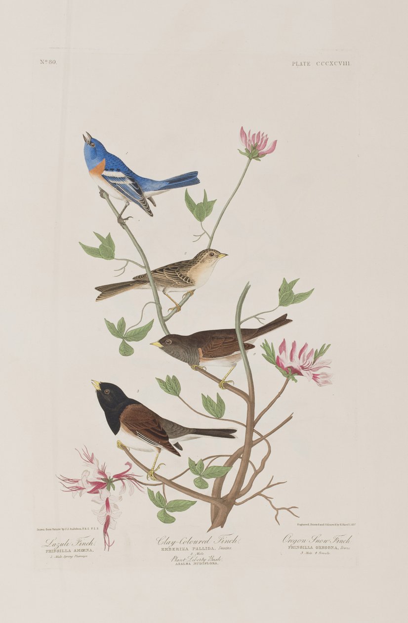 Illusztráció a "Birds of America"-ból alkotó: John James Audubon