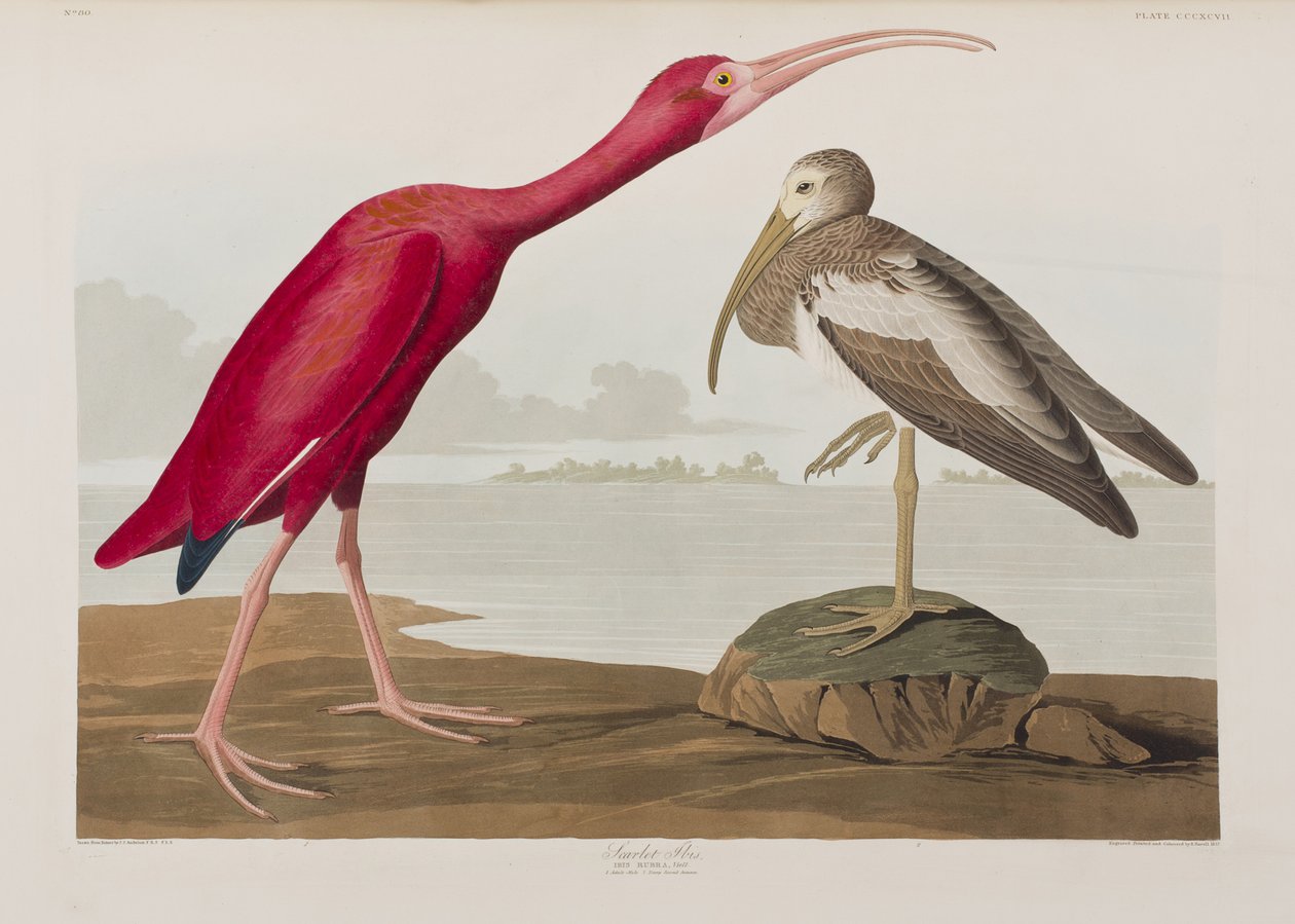 Illusztráció a "Birds of America"-ból alkotó: John James Audubon