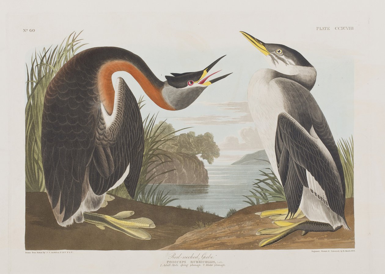 Illusztráció a "Birds of America"-ból alkotó: John James Audubon