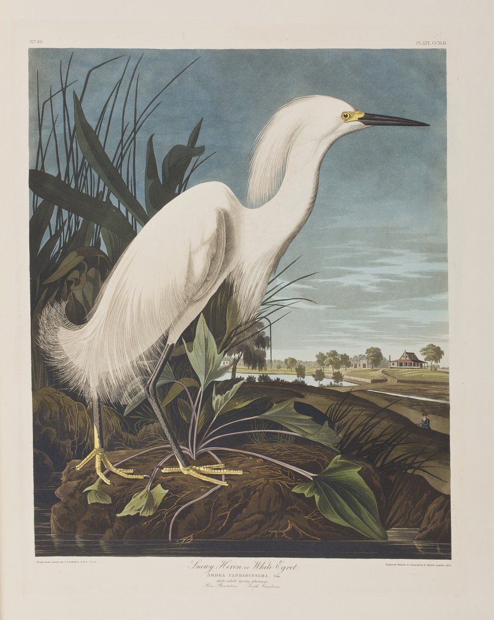 Illusztráció a "Birds of America"-ból alkotó: John James Audubon