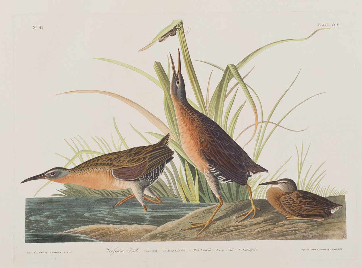 Illusztráció a "Birds of America"-ból alkotó: John James Audubon