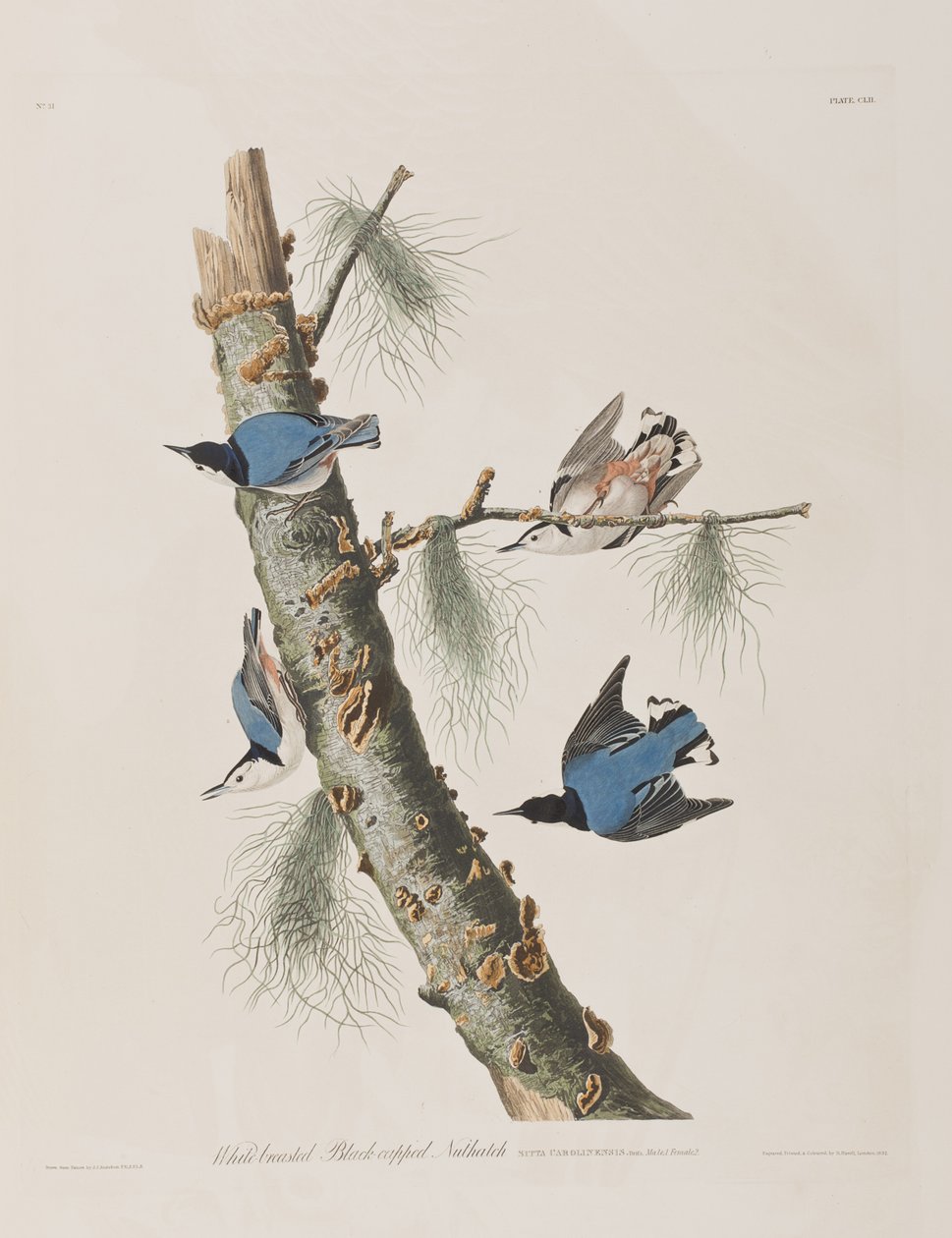 Illusztráció a "Birds of America"-ból alkotó: John James Audubon