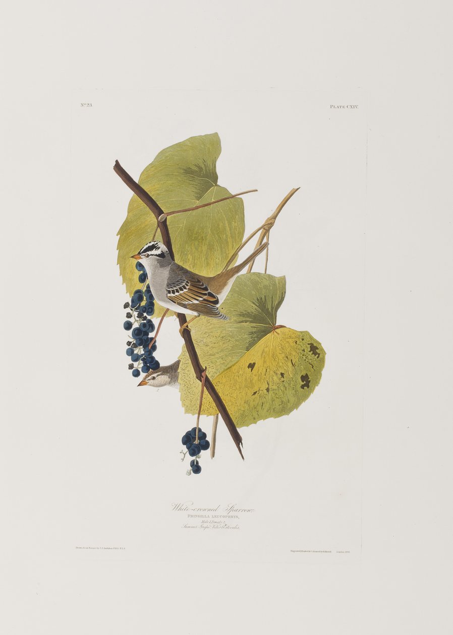 Illusztráció a "Birds of America"-ból alkotó: John James Audubon