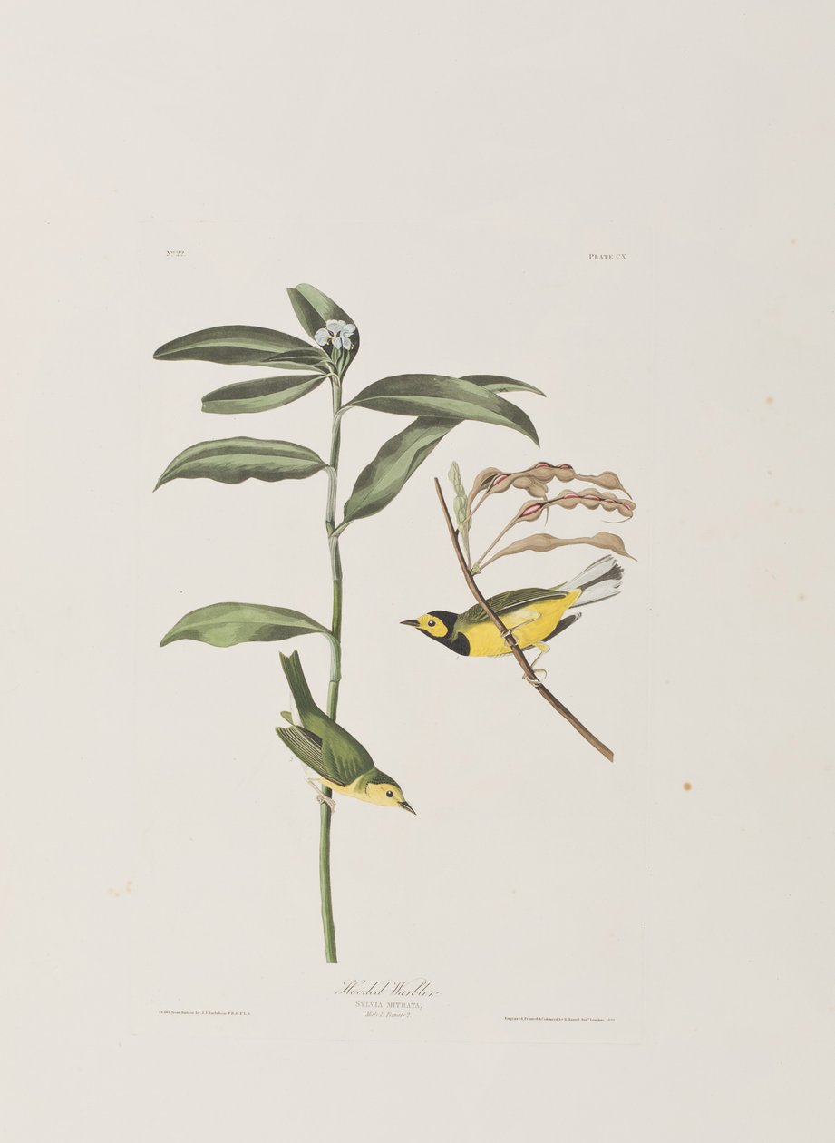 Illusztráció a "Birds of America"-ból alkotó: John James Audubon