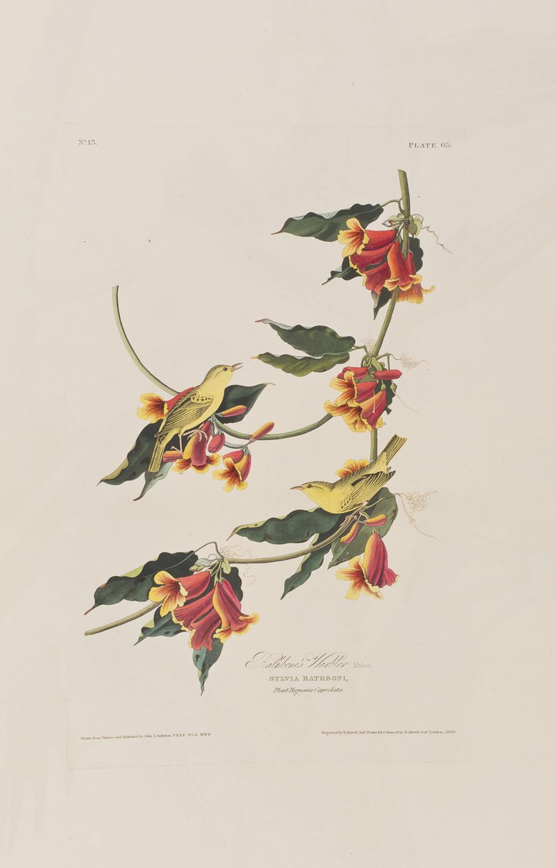 Illusztráció a "Birds of America"-ból alkotó: John James Audubon