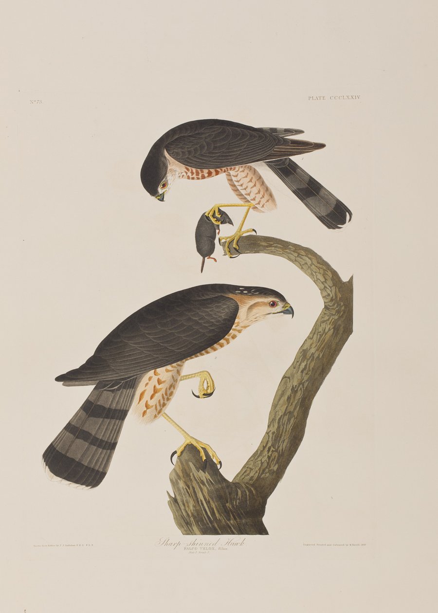 Illusztráció a "Birds of America"-ból alkotó: John James Audubon