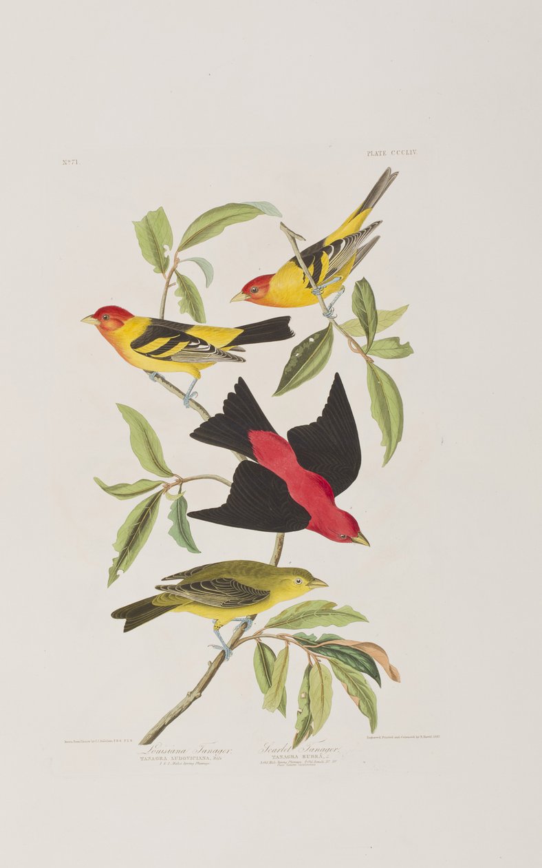 Illusztráció a "Birds of America"-ból alkotó: John James Audubon