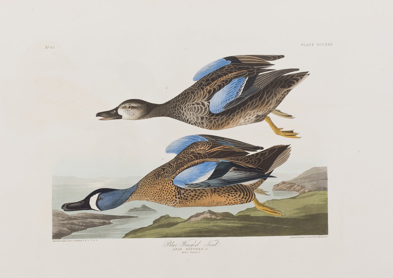 Illusztráció a "Birds of America"-ból alkotó: John James Audubon