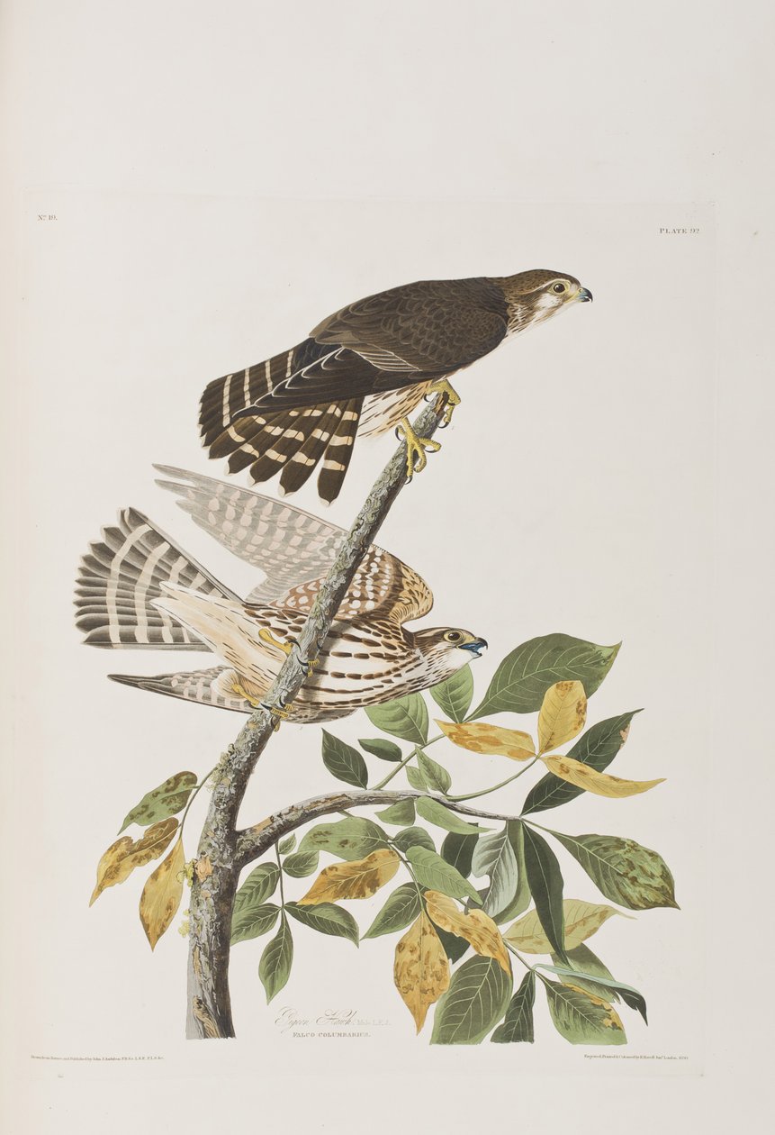 Illusztráció a "Birds of America"-ból alkotó: John James Audubon