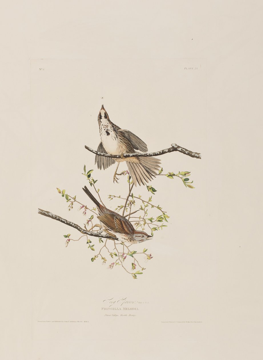 Illusztráció a "Birds of America"-ból alkotó: John James Audubon
