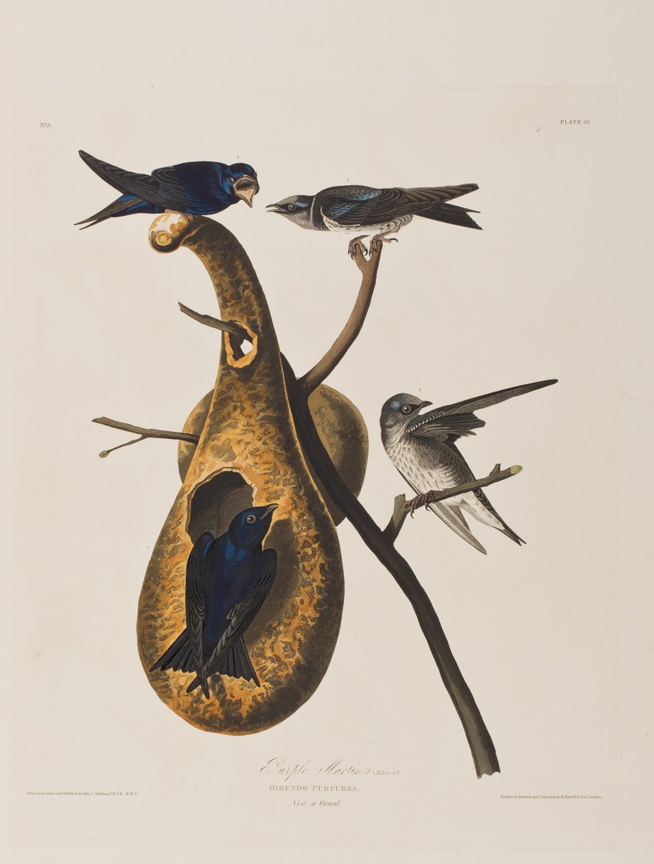 Illusztráció a "Birds of America"-ból alkotó: John James Audubon