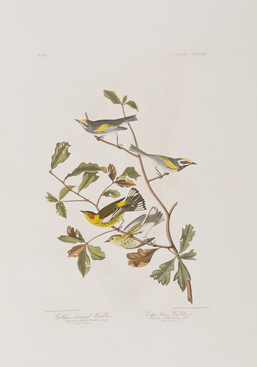 Illusztráció a "Birds of America"-ból alkotó: John James Audubon