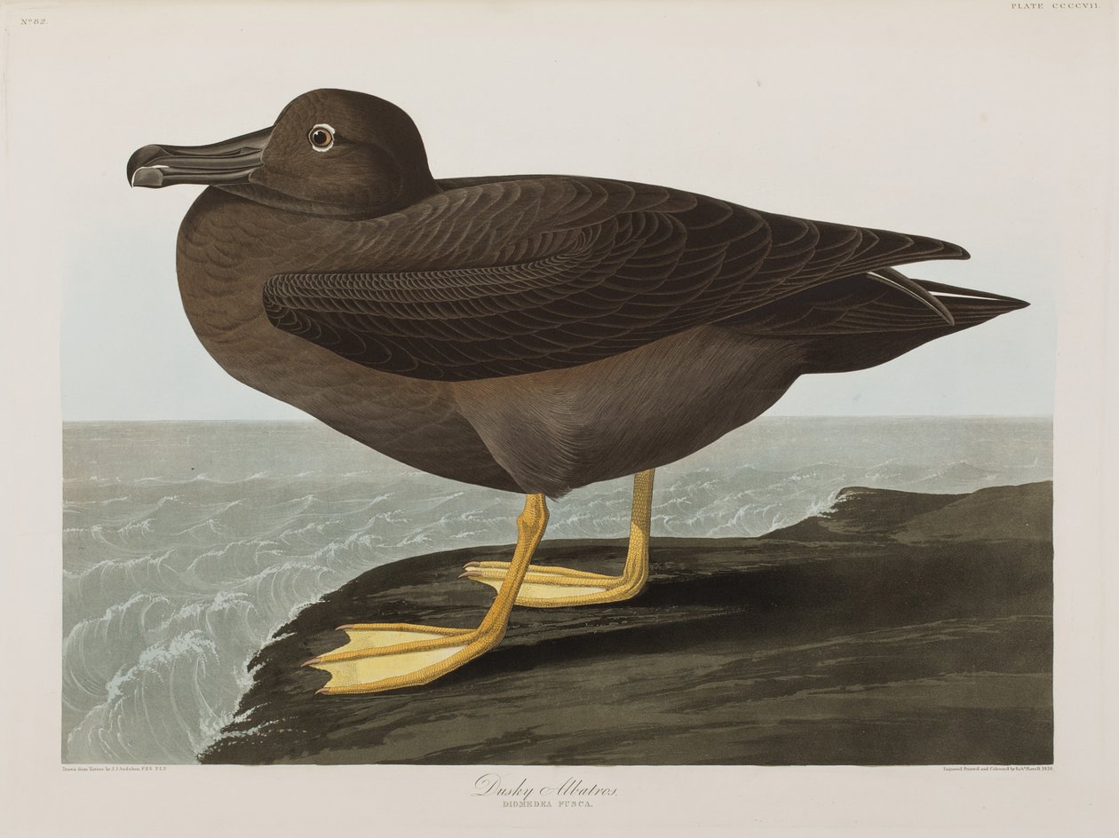Illusztráció a "Birds of America"-ból alkotó: John James Audubon