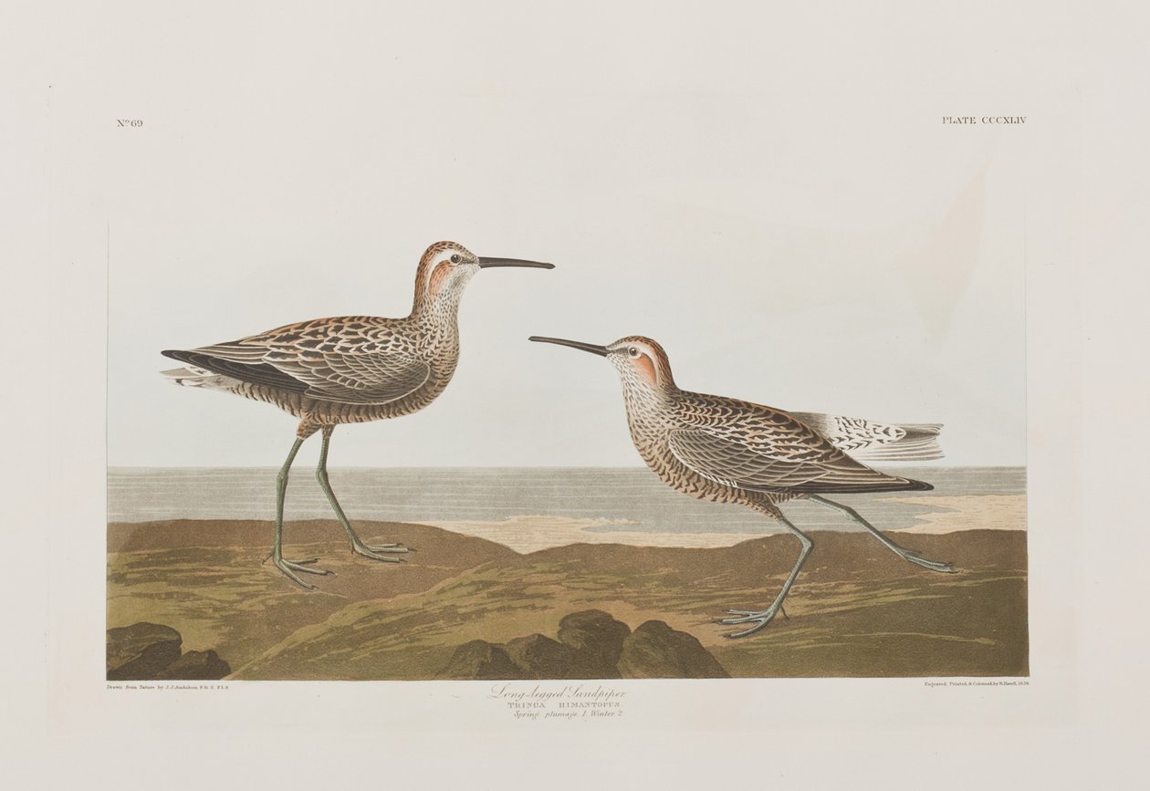 Illusztráció a "Birds of America"-ból alkotó: John James Audubon