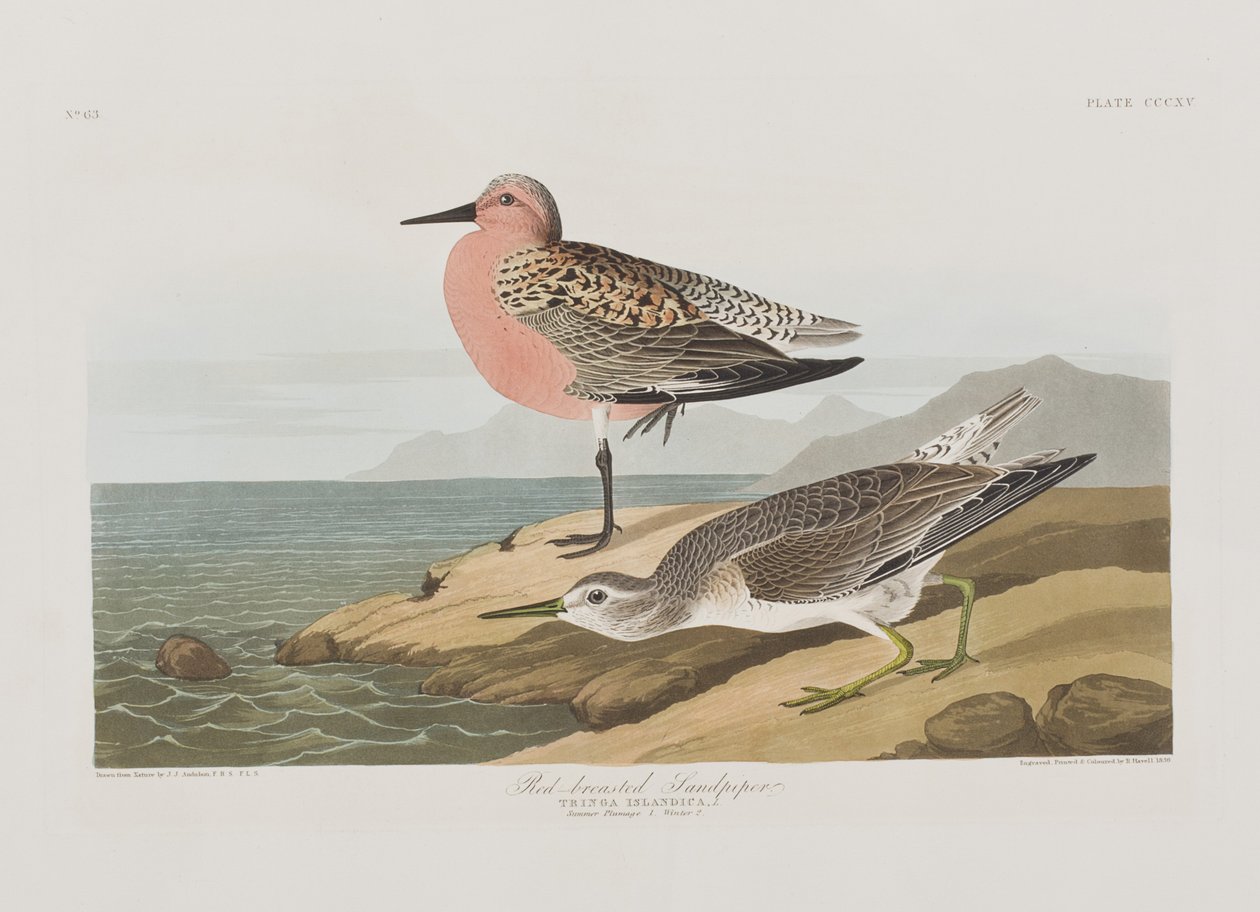 Illusztráció a "Birds of America"-ból alkotó: John James Audubon